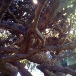 deep cut deep cut garden