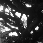 deep cut deep cut garden