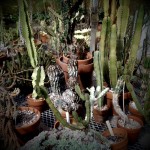 deep cut deep cut garden