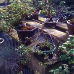 deep cut deep cut garden