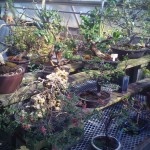 deep cut deep cut garden