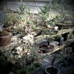 deep cut deep cut garden