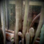 deep cut deep cut garden