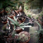 deep cut deep cut garden