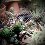 deep cut deep cut garden