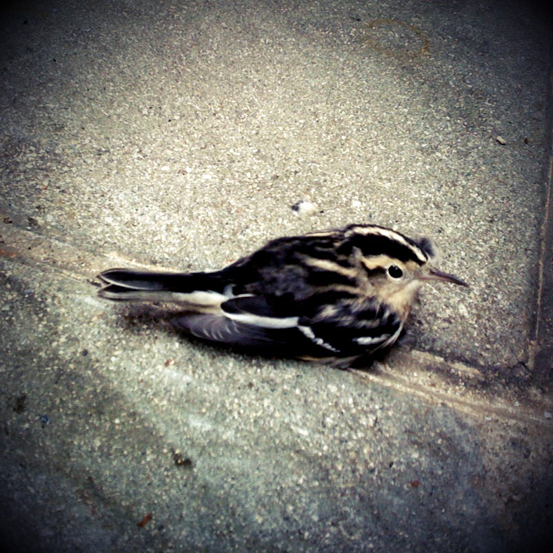 littlewing littlewing