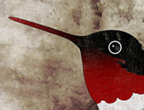 Hummingbird