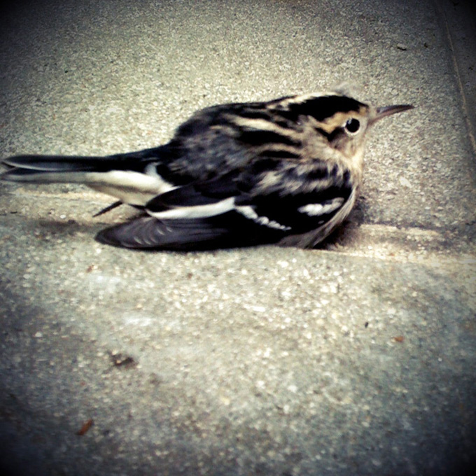 littlewing