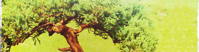 all shapes bonsai